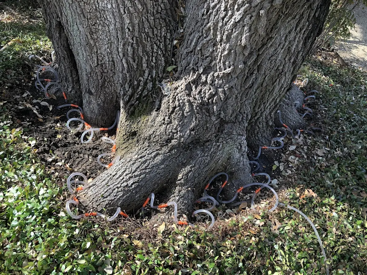 Detailed Tree Cabling and Bracing job site in Mc Allister