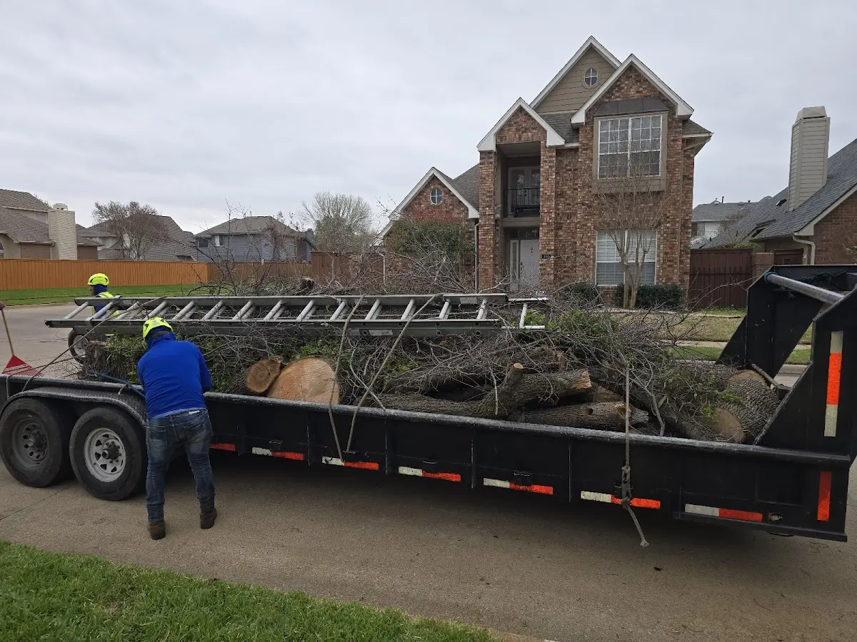 Expert Tree Pest Control with proper safety equipment in Mc Allister